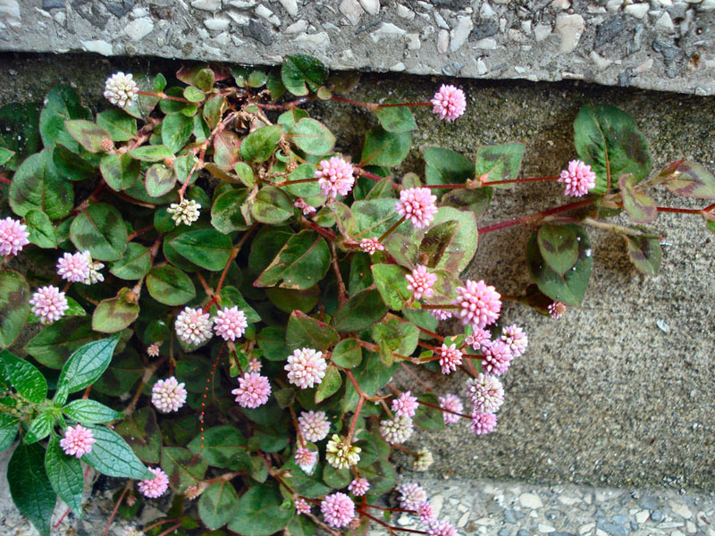 Persicaria capitata / Poligono capitato